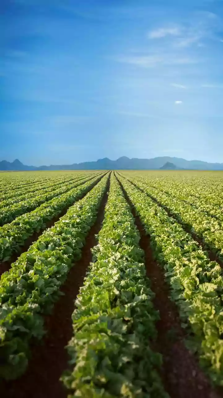 Low-Cost AI Farming: Smartphone Sensors Help Maharashtra Farmers Combat Crop Diseases Early