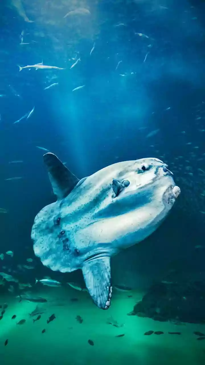 How ISRO OceanSat Satellites Use Ocean Colour Imagery To Track Fish Movements