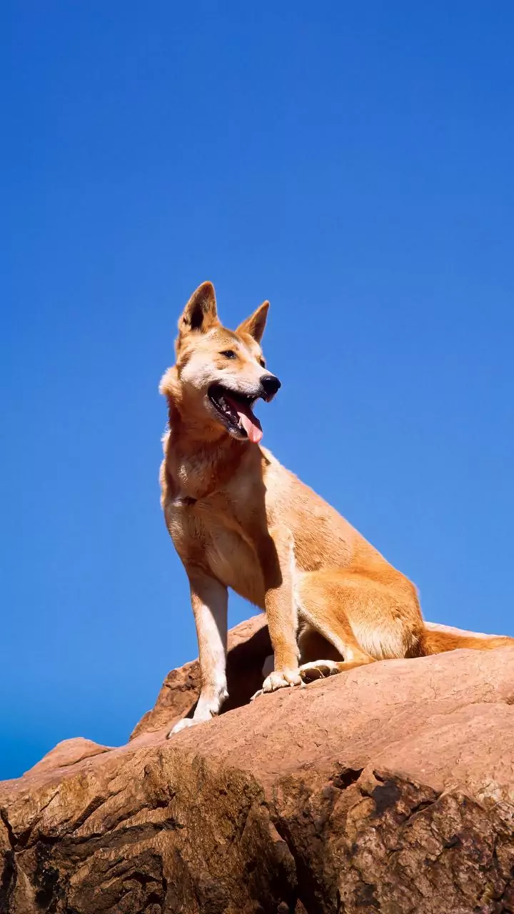 Over-cautionary: Manufacturer on Australia's advisory against its rabies vaccine