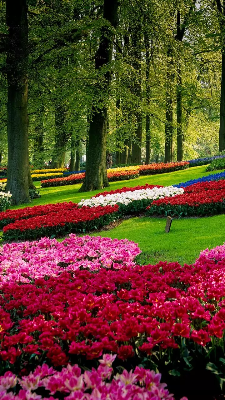 J-K: Indira Gandhi Memorial Tulip Garden to open for visitors 10 days ahead of schedule
