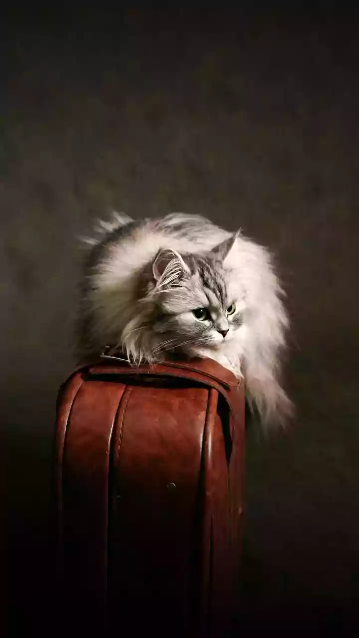 Love for pets should not become pressure to buy every premium product: a key limit for India's Premium Pet Economy