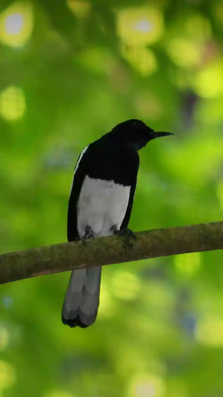 South Andaman's Rainforest Birding Trail Puts Low-Impact Etiquette Beside Guide Quality