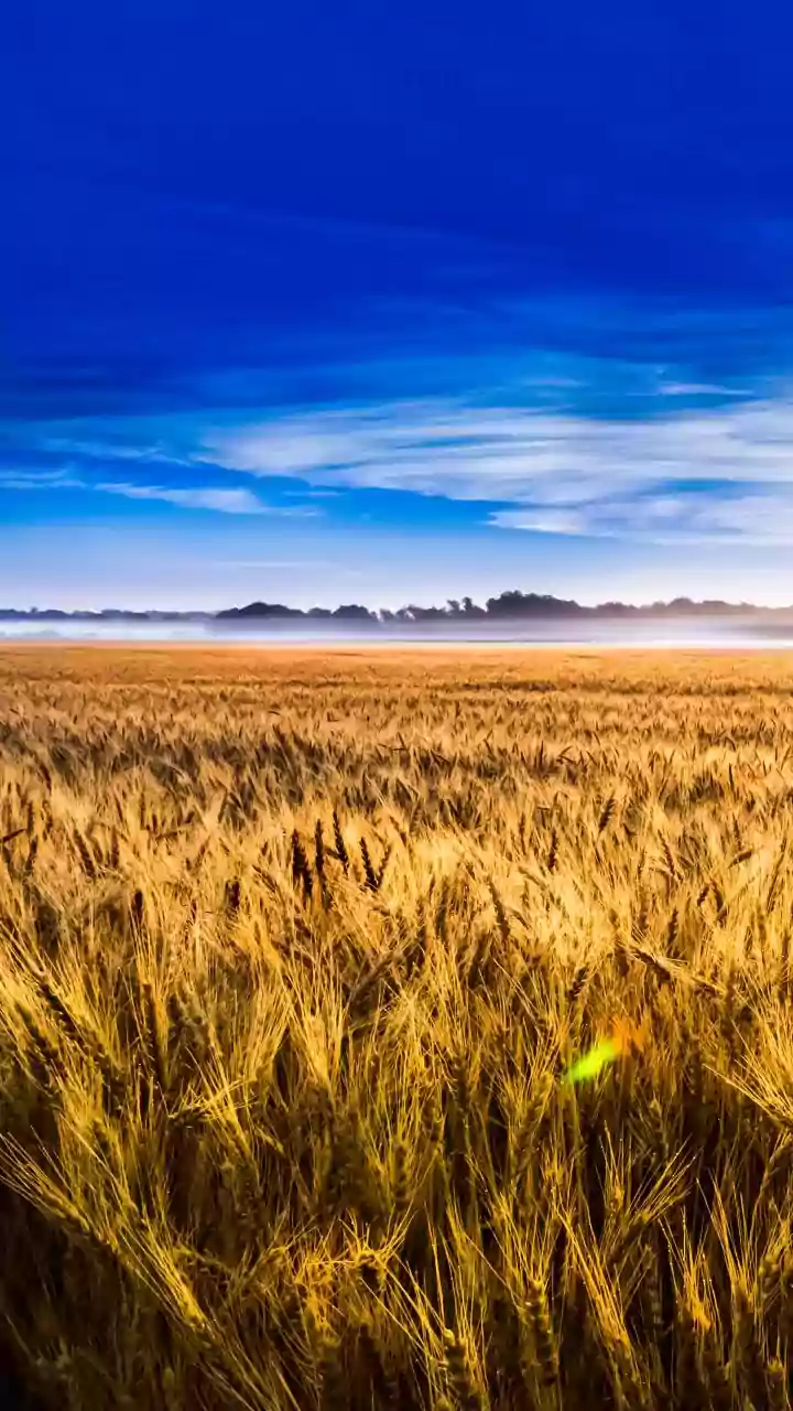 HP govt asks farmers to adopt wheat insurance scheme by Dec 15