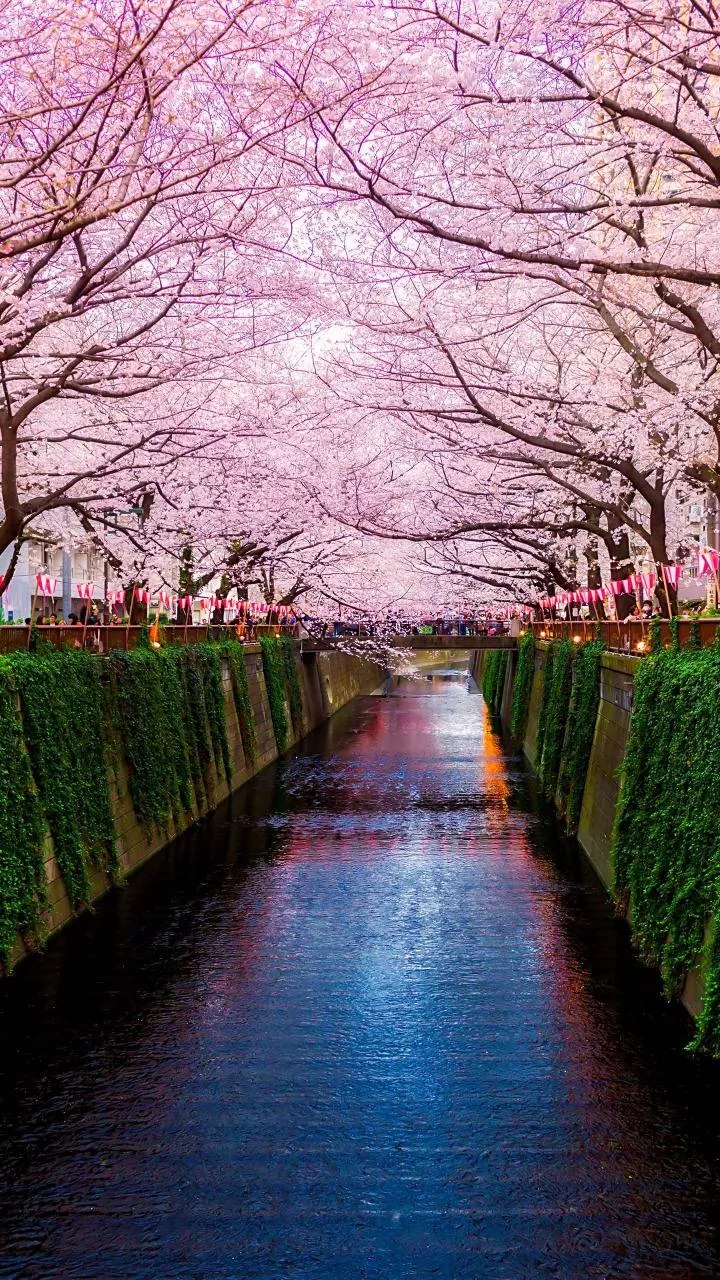 Japan Cherry Blossom Trip from India 2026: Visa, Budget & 7-Day Itinerary