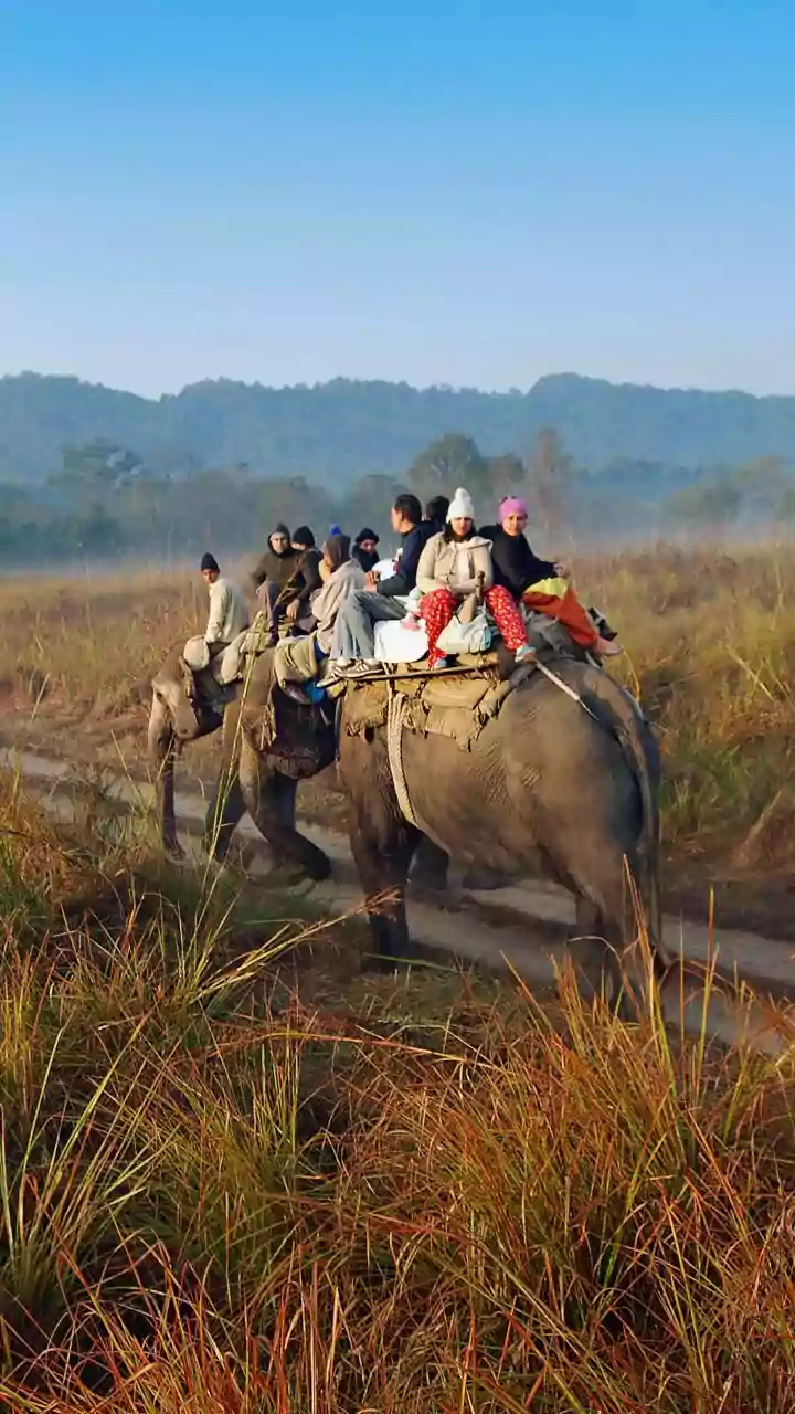 Why UNESCO-Listed Kaziranga Is India’s Best Winter Safari Destination