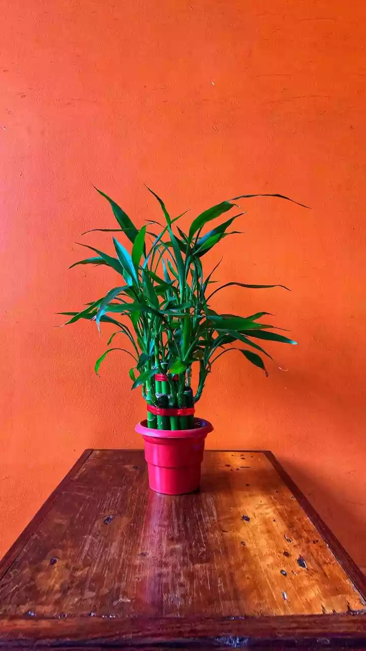 Simple Indoor Plants That Stay Healthy Even During India's Wettest Months