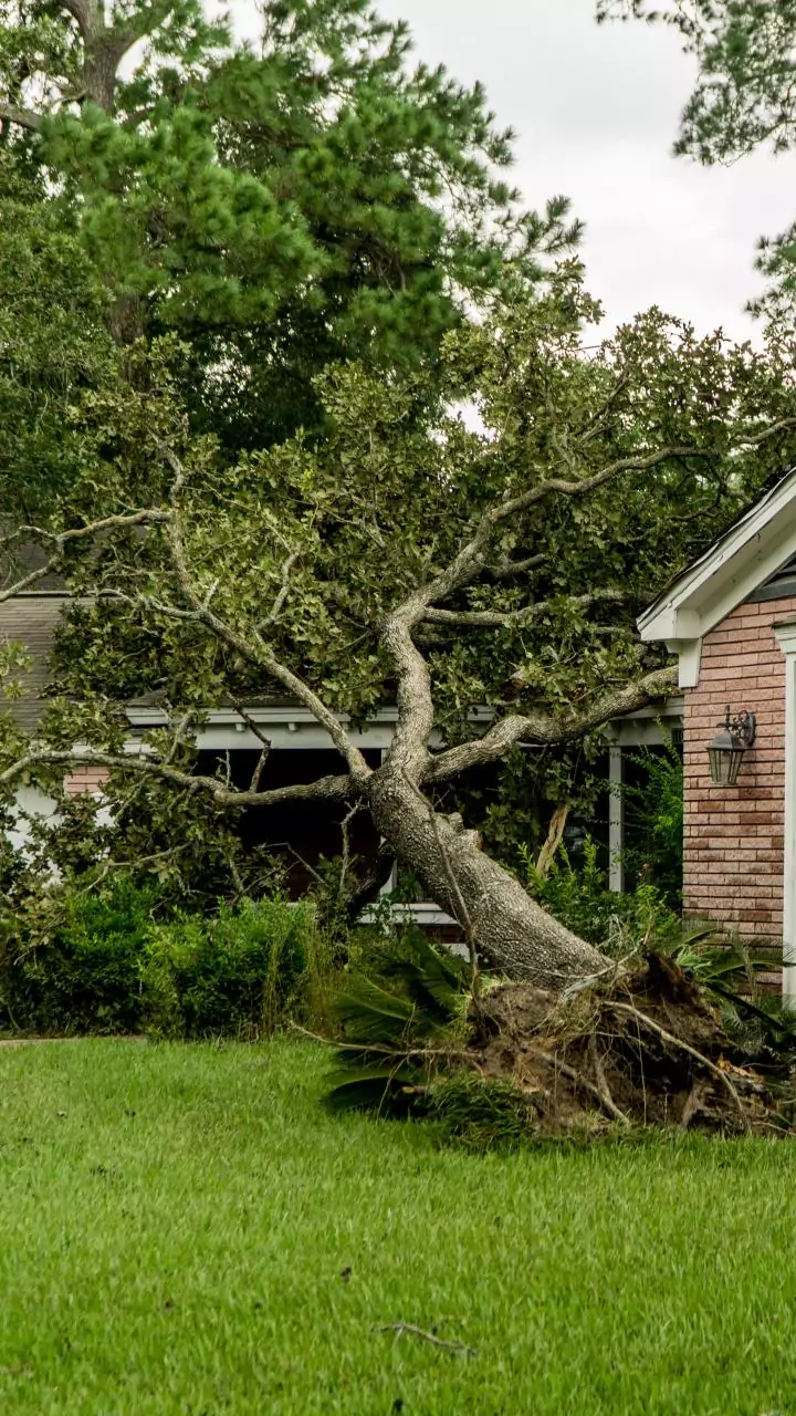 Man dies after branch falls on him during pruning in west Delhi