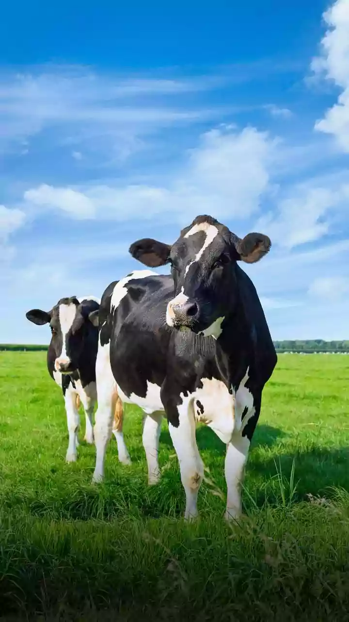 EUA diz que exportação de carne brasileira para China é "desleal"