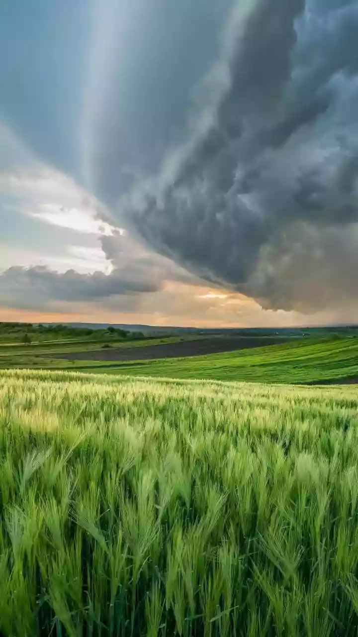 India's Rainfall Outlook: What It Could Mean For Consumers