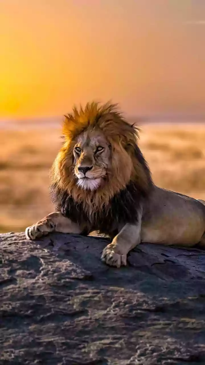 Leo Daily Horoscope: Navigating Respect, Ambition, and Inner Balance on April 26, 2026