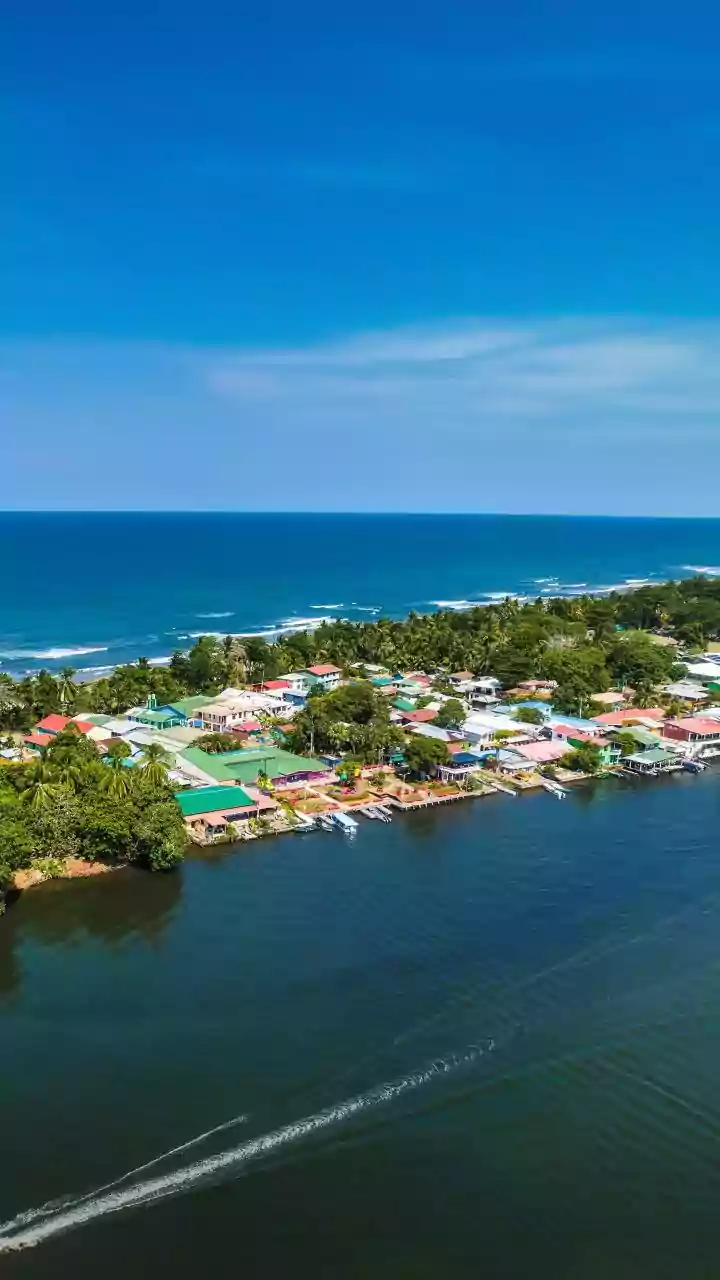 How Community Mangrove Afforestation Projects Secure Eastern Shorelines Against Escalating Storm Surge Damage