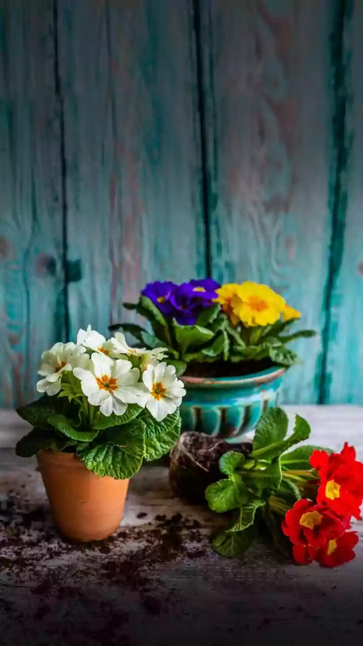 How To Repot Indoor Plants Safely Beginners Guide To Changing Soil Without Root Harm
