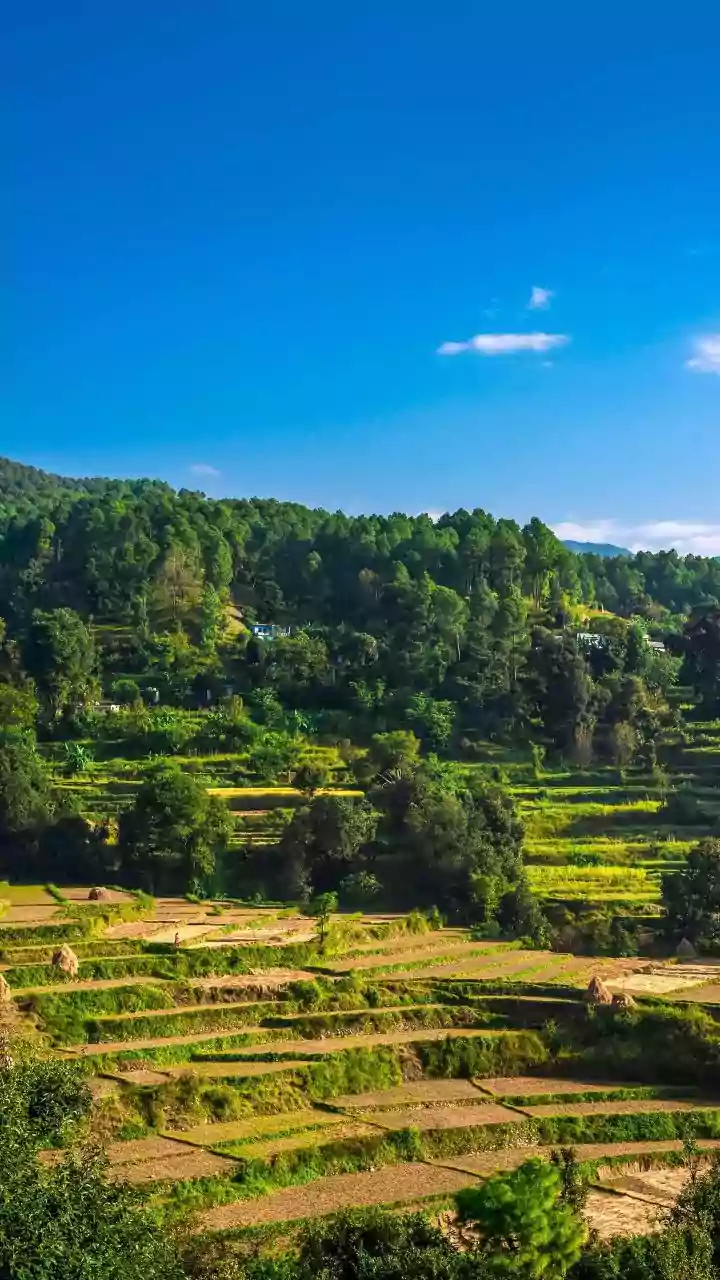 Beyond a seasonal tasting event, Mango Festivals highlight climate-resilient farming and culinary heritage