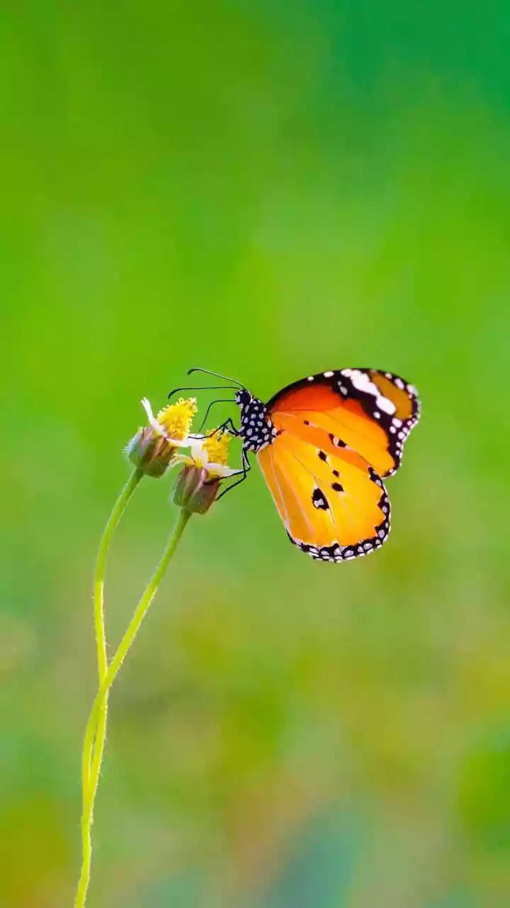 Native And Nectar-Rich Plants Are Giving Apartment Gardeners New Ways To Bring Biodiversity Home