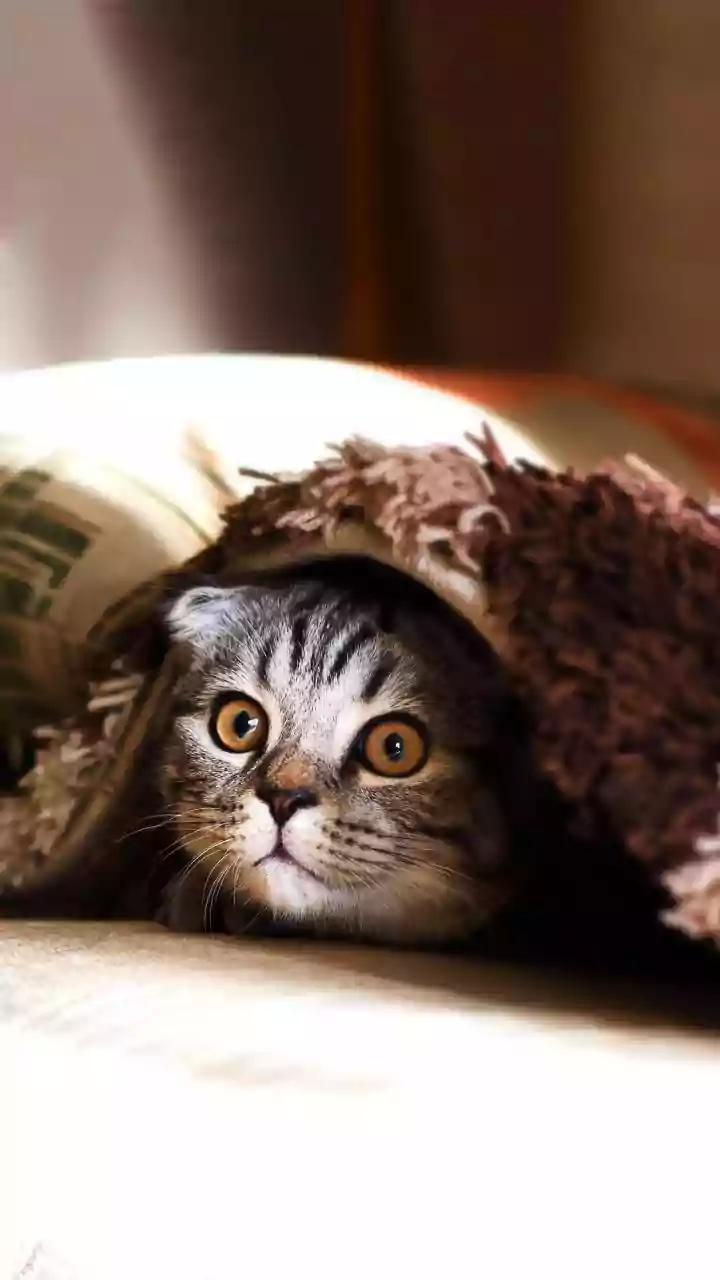 Top 5 Adorable Cat Breeds Captivating the Internet in 2026