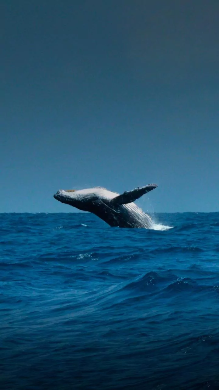 Baleia que encalhou na costa alemã está em reboque rumo ao mar aberto