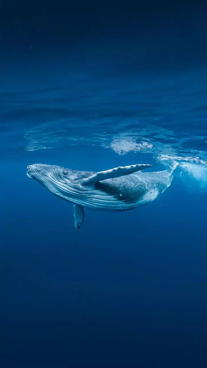 Whales leave DNA ‘footprints’ across ocean. Here’s how we track them