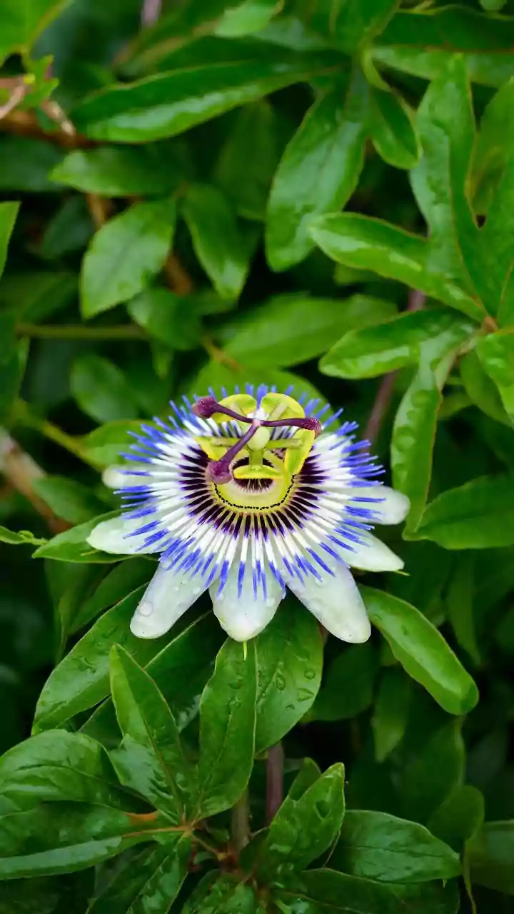 Passiflora: A Flor da Calma e Beleza para Seu Jardim e Bem-Estar