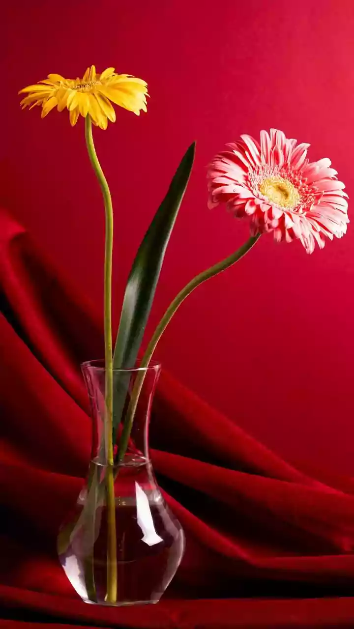 Longevity, Comfort and Attachment Decide Whether Fresh Flowers Work