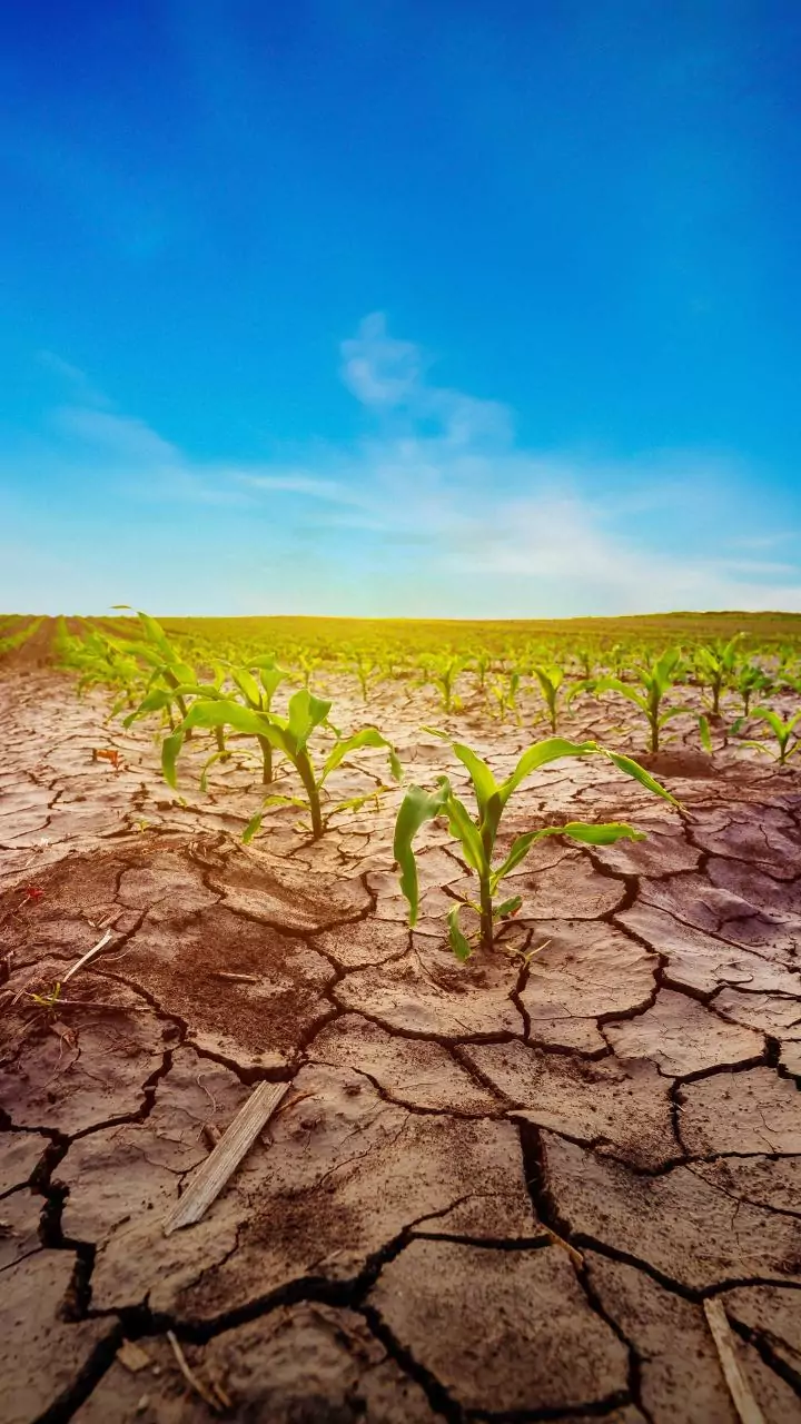 Centre must intervene to compensate Guj farmers affected by crop losses: Cong MP Gohil