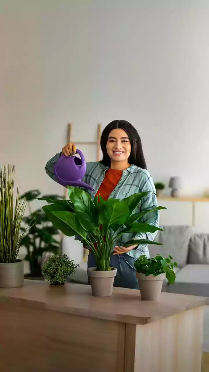 Monsoon-Ready Indoor Plants That Don't Demand Constant Attention