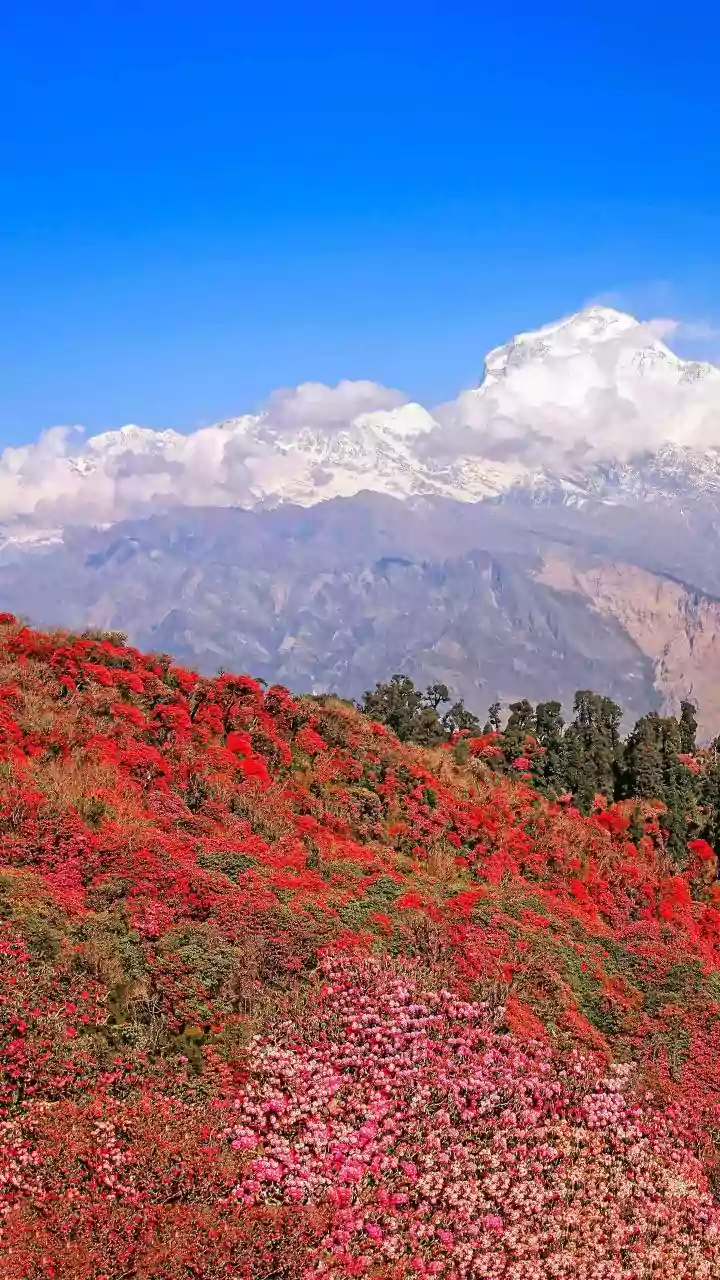 Uttarakhand High Altitude Flower Bloom Leaves Nature Enthusiasts Speechless