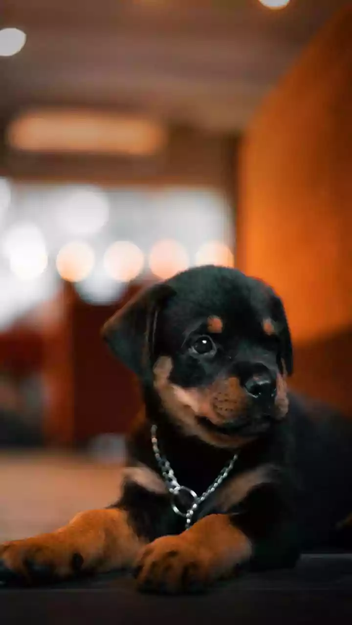 HC asks animal welfare board to file report on PIL alleging rampant illegal dog breeding in Delhi