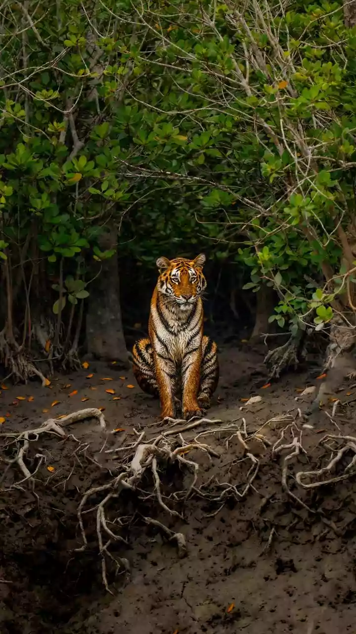 IAF airlifts tigress in India's 1st interstate tiger move