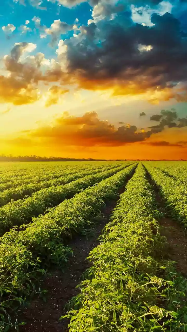 National Agriculture Insurance Scheme Offers Crop Loss Protection