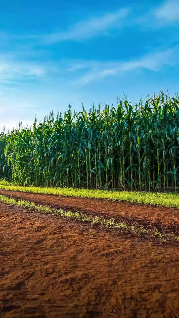 Why A Rainfall Gap Can Hurt Kharif Crops