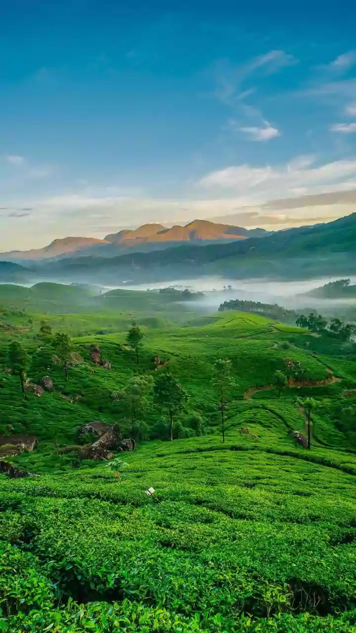 Munnar Tea Gardens Are Freezing Travel Reels This Monsoon