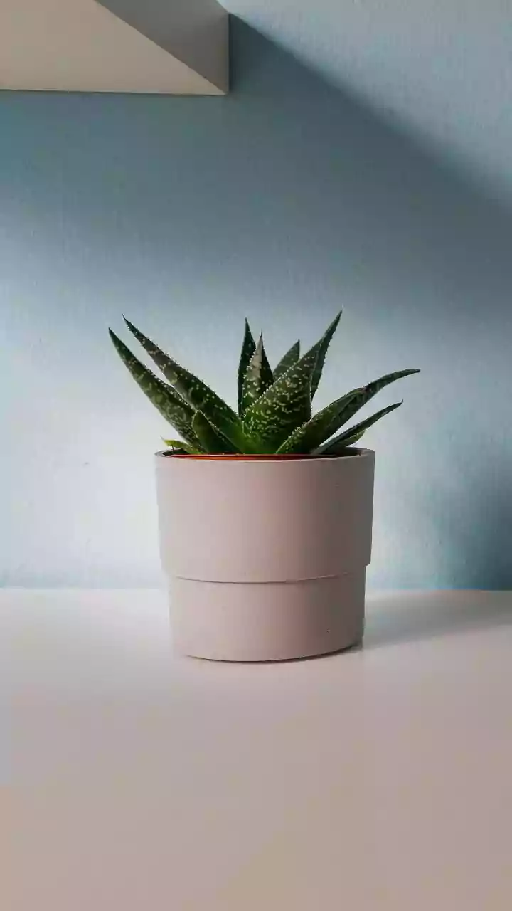 Latest Research Helps Debunk Common Myths About Indoor Plants And Clean Air