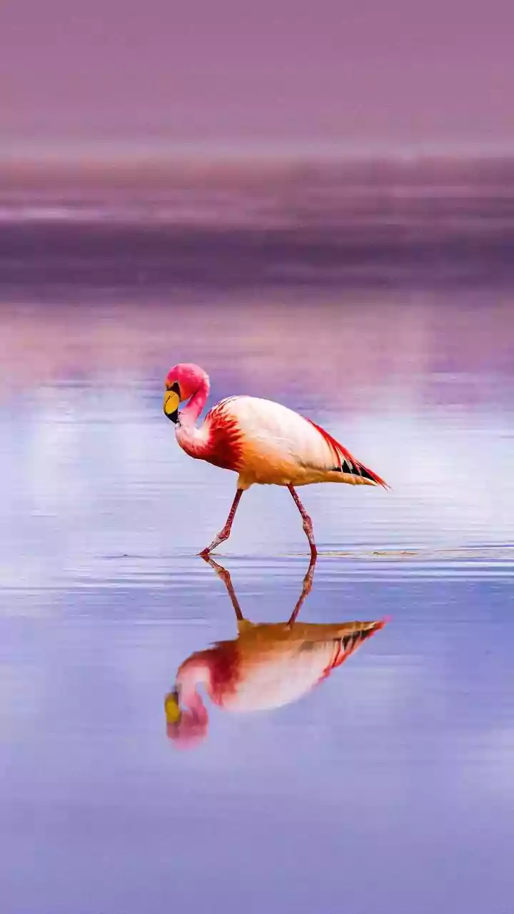 Migratory Birds Are Declining Despite Their Cross-Border Conservation Value