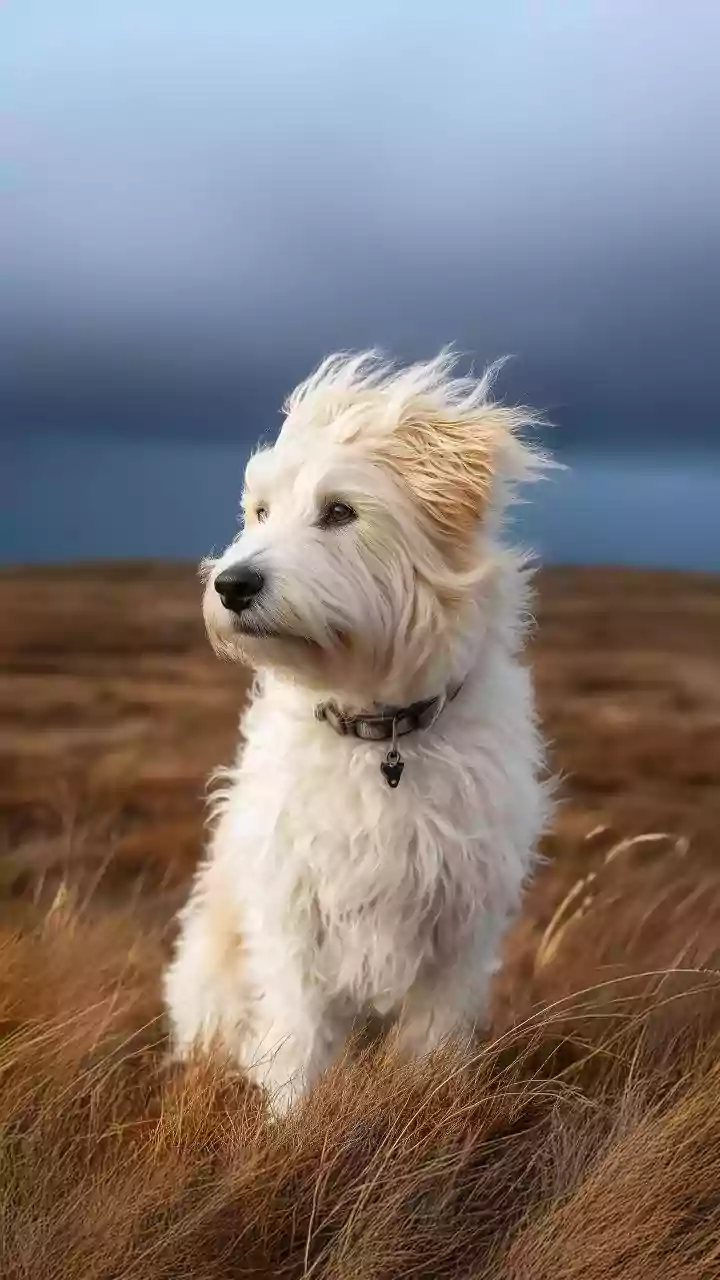 Daylight rise, coat change – February pet shedding