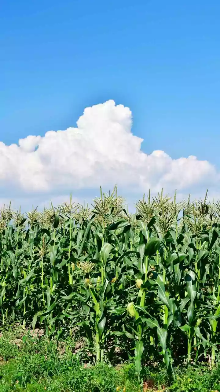 Related Stories banner