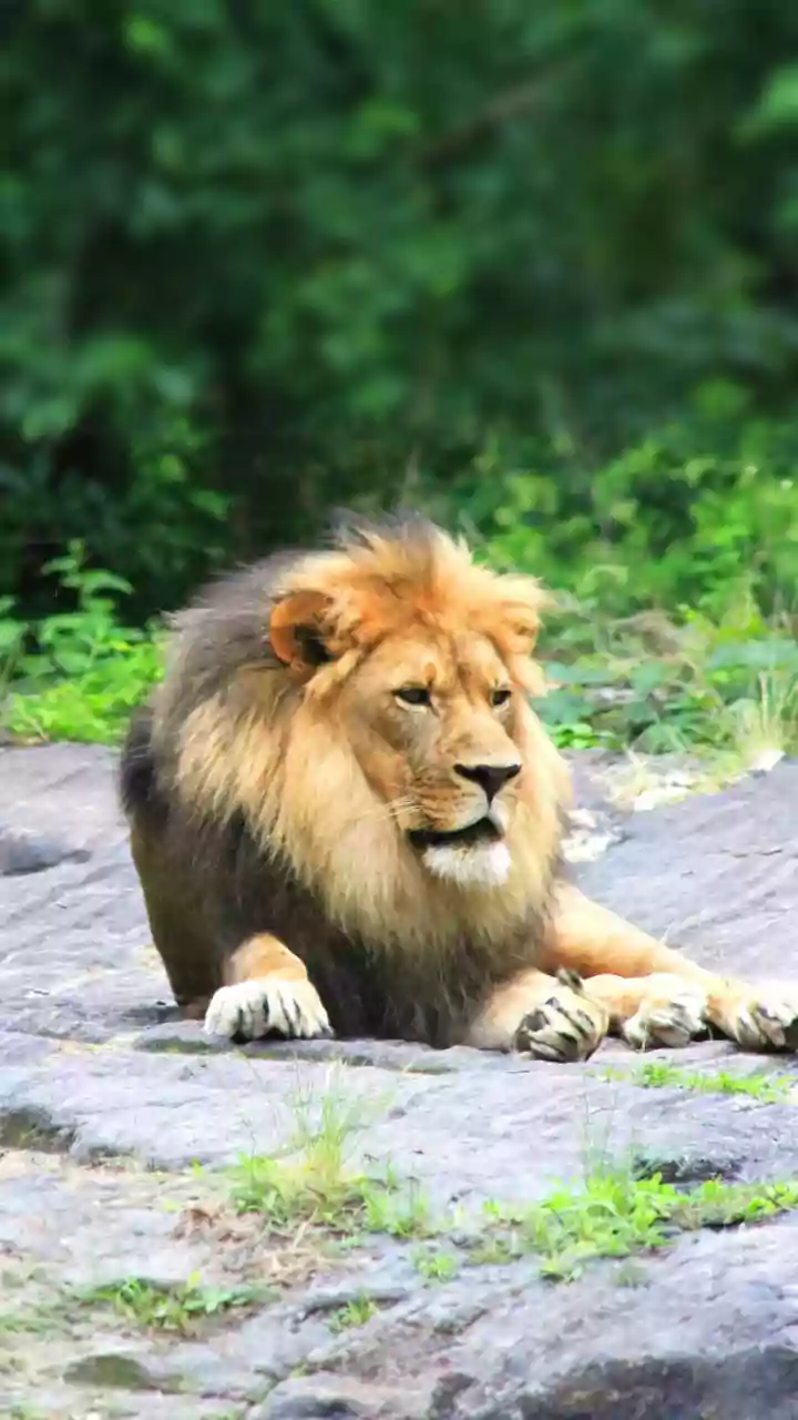 Avoiding Confusion Between 2025 and 2026 Lion Counts: Barda Lions