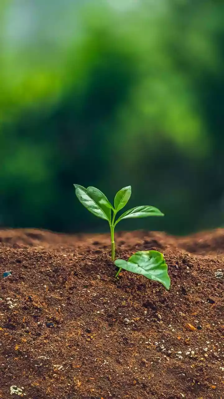 What Is Vermi Compost? This Class 12 Graduate Is Earning Thousands In MP After Just 3-Day Training