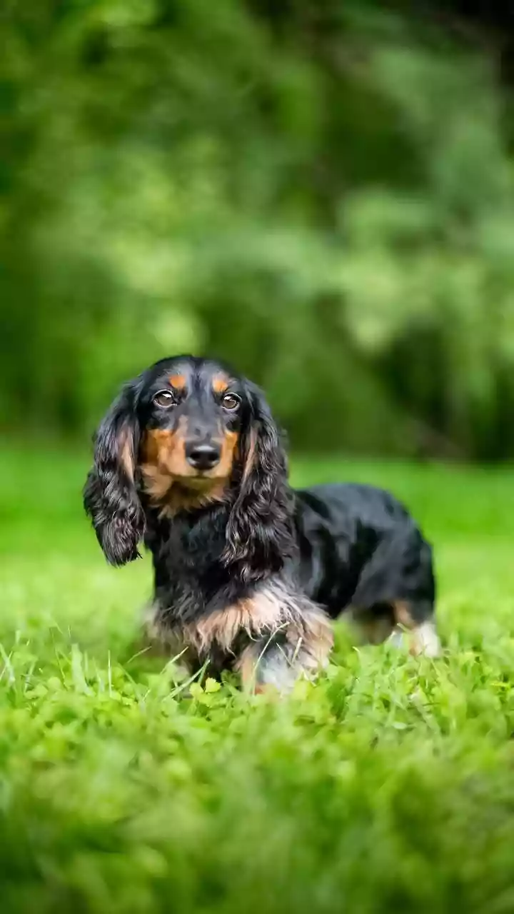 Por que cães da raça dachshund têm mais chances de desenvolver hérnia de disco?
