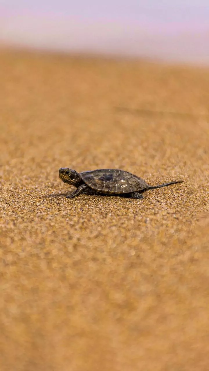 RPF seizes 60 turtles from Doon Express in Jharkhand's Dhanbad
