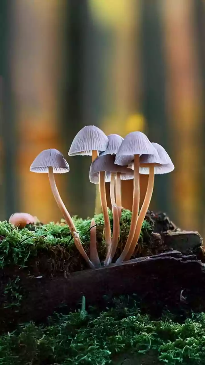 Recycled Coffee Grounds Provide Rich Substrate For Urban Mushroom Growers