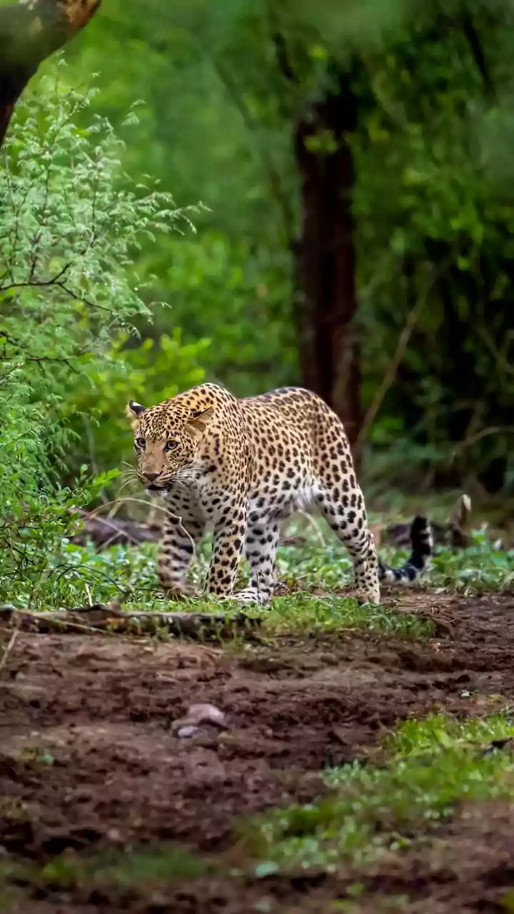 J-K: Leopard mauls five-year-old girl to death in Anantnag