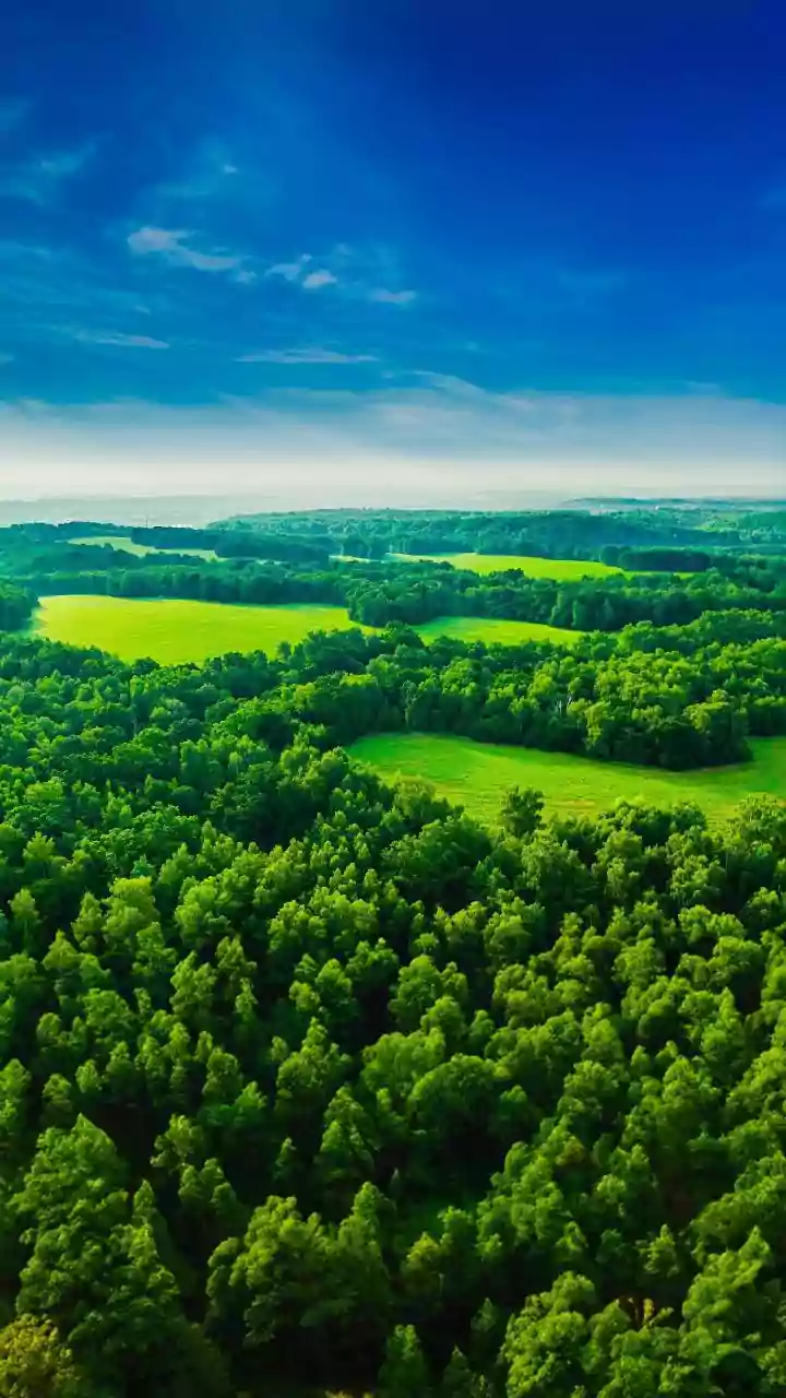 How Bialowieza Forest Protects One Of Europe's Oldest Woodland Ecosystems