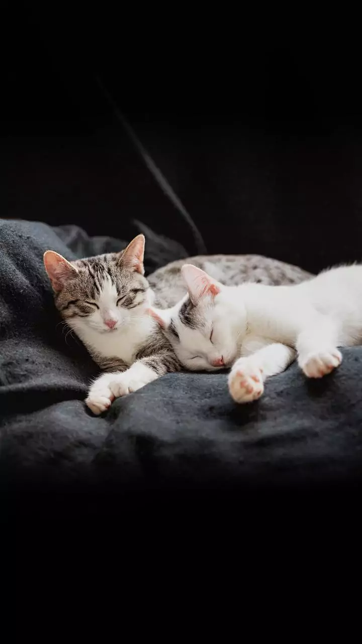 Guia para apresentar um gato a um bebê: o que fazer antes, durante e depois do primeiro contato