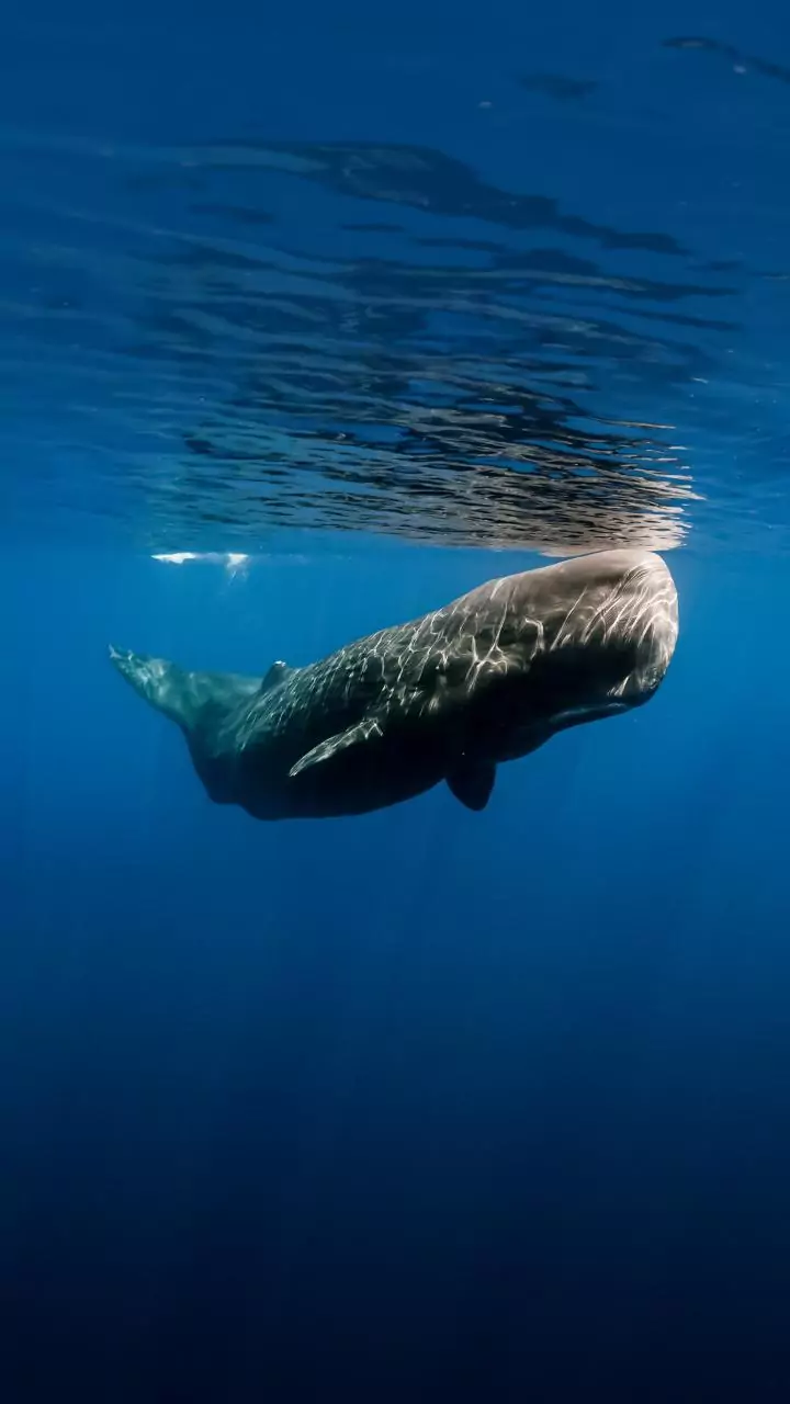 Sperm whales might actually "talk" like us, study finds