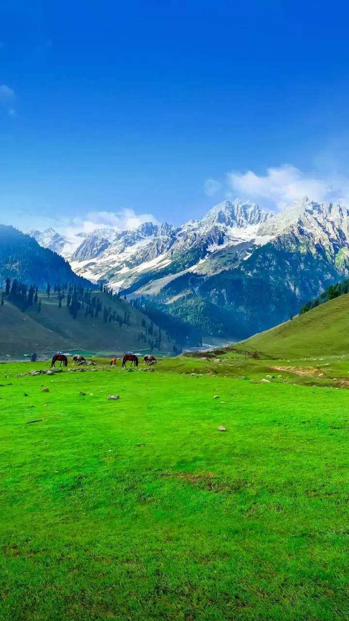 Massive avalanche hits Sonamarg, travel comes to a standstill