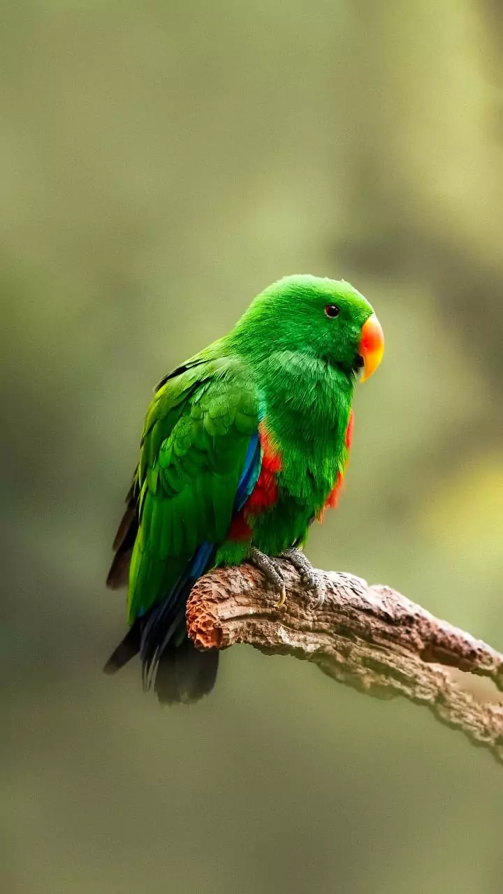 Rain pauses — parrots copy drizzle sounds on balconies