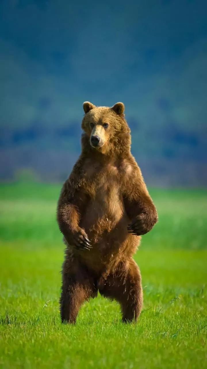 Woman injured in bear attack on outskirts of ​​Dehradun