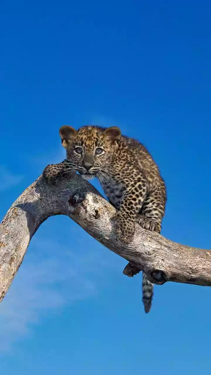 Video captures leopard with two cubs on busy road in Beed district