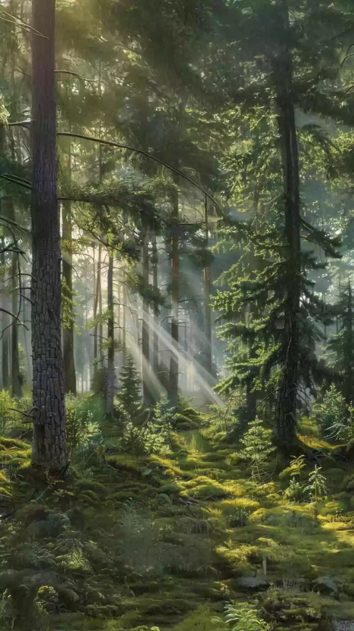 Study suggests trees favor own seedlings via fungal networks