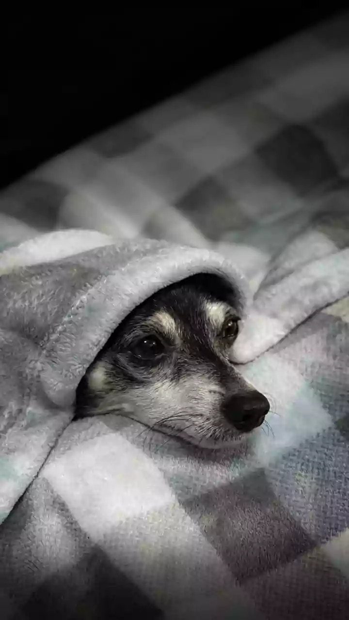Pet anxiety before pre-monsoon thunder: 3 calming tricks vets recommend for 10-minute storms